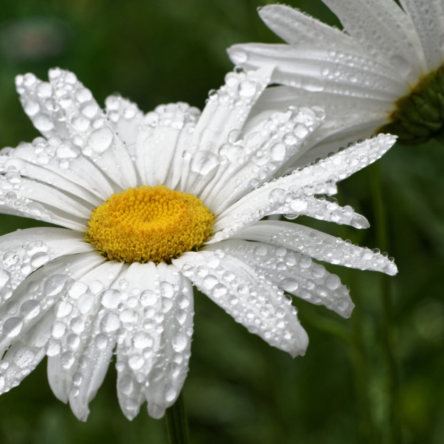 Close up photo of a white daisy with water droplets on its petals facing the camera. A second daisy in the background faces away. The remainder of the background is out of focus dark green foliage.
