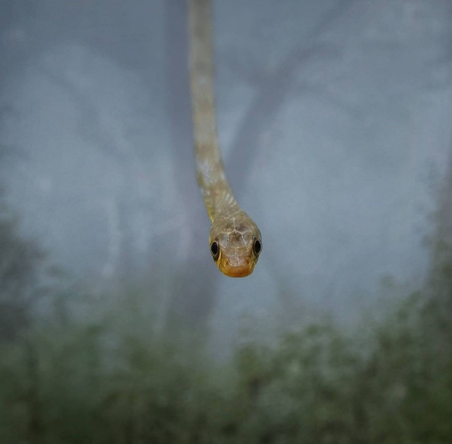 Photography. A color photo of a snake in the jungle. Out of a thick veil of mist, with a few green leaves at the edge, the head of a green-patterned snake suddenly appears directly in front of the photographer. It looks directly into the camera with its horizontal black pupils.
