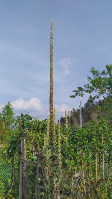 A mullein plant with one very long stalk of flowers surrounded by a handful of much shorter stalks. Among other garden plants.