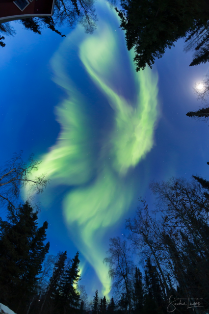 A photo of the Northern Lights in Fairbanks last night by someone standing directly under the lights. Lots of swirly green and a hint of purple.