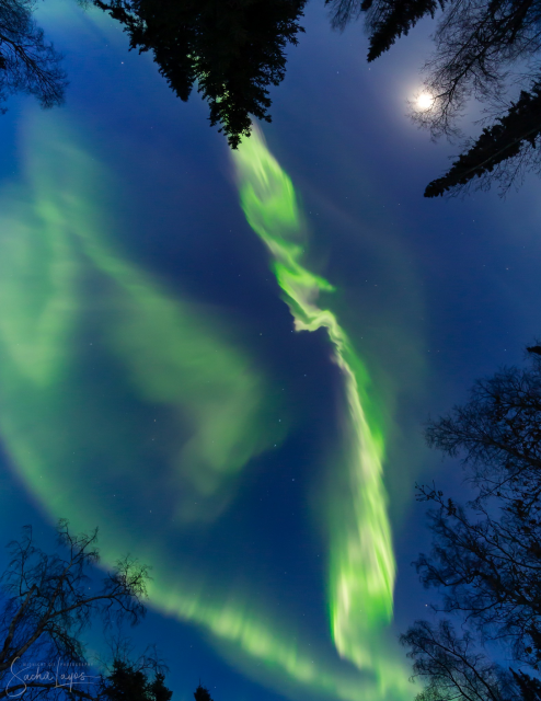 A photo of the Northern Lights in Fairbanks last night by someone standing directly under the lights. Lots of swirly green and a hint of purple.