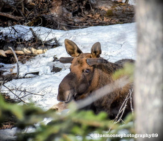 Male moose sprouting new antlers that look just like short handlebars on each side of his head.