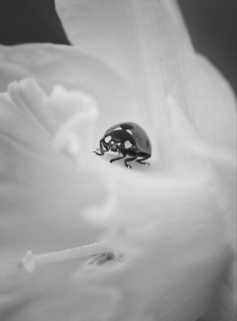 Black and white macro photo of a ladybug sitting on a daffodil. The ladybug is upright and facing the camera. The picture is taken very close to the daffodil showing the flower only partially