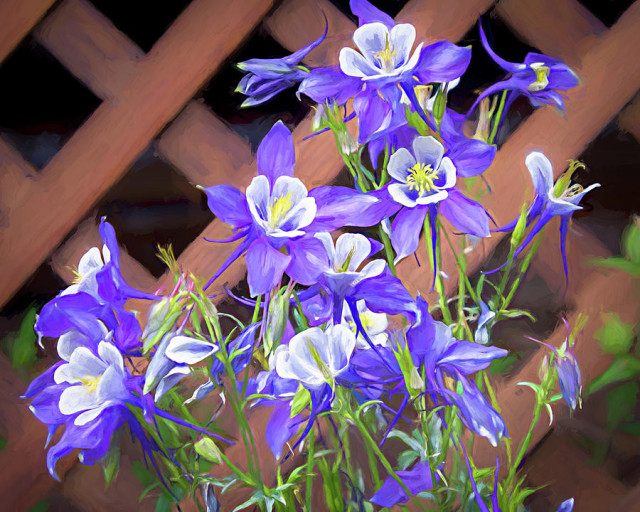 A large cluster of Columbine flowers of purplish blue and white stand in front of a redwood lattice panel.  Photo Art by Debra Martz