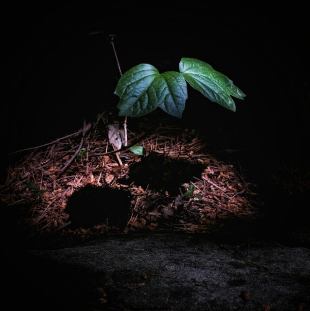 A green leafed plant grows in shadows of the large trees in the forest. Sunlight shines down lighting the plant and the red ground of the forest floor.