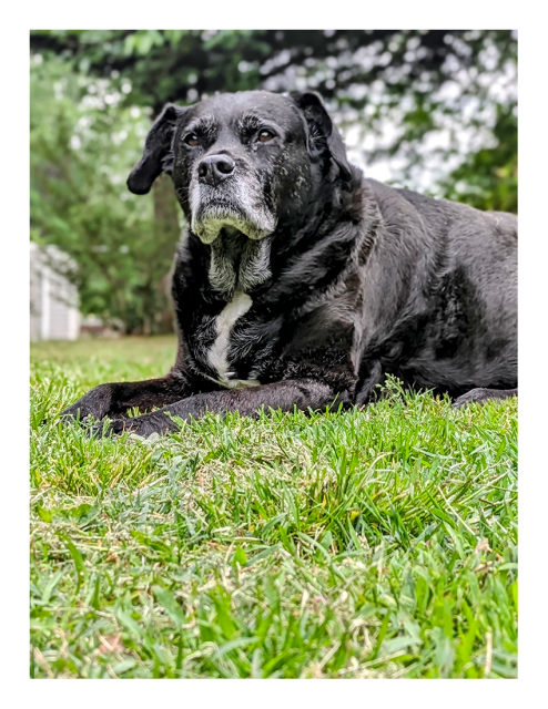 ground-level view of an elder black lab/pitty with gray muzzle, neck and chest, lying prone at an angle on grass with out-of-focus suburban back yard in the background. his head is level, and he's staring past us to the left.