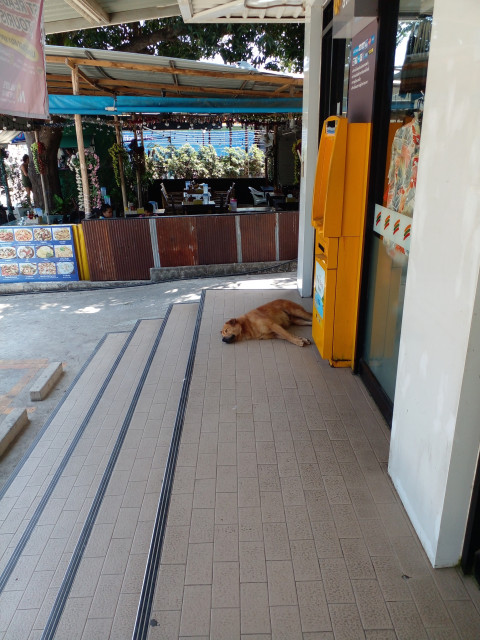 a photo of a golden retriever, it is sleeping in front of a yellow atm machine on the top steps of the 7-11, a small restaurant behind him 