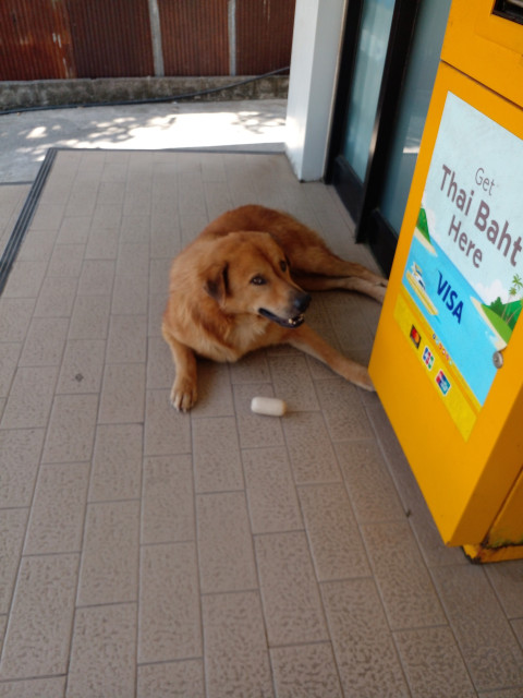 a photo of the dog, awake, a pork sausage in front of him laying on the ground, he is looking at the viewer , a confused but pleasant  look on his face 