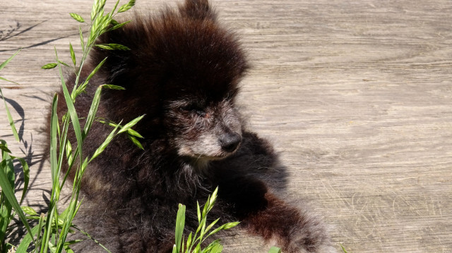 A black Pom with a grey muzzle and somewhat scraggly coat. The wise sage of the pack, 18 year old Baby Bear has mastered the art of the good boy.