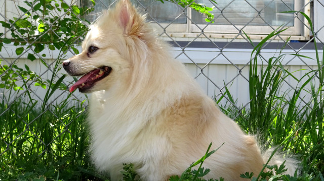 Lacy, my lovely lady, is a large blonde chunk of muscle. She has shorter fur than the others, and looks more like the original Spitz, the earliest Poms that some Queen fell in love with. I say this means she is my primal Pom, and she seems to believe it means she is a warrior.
