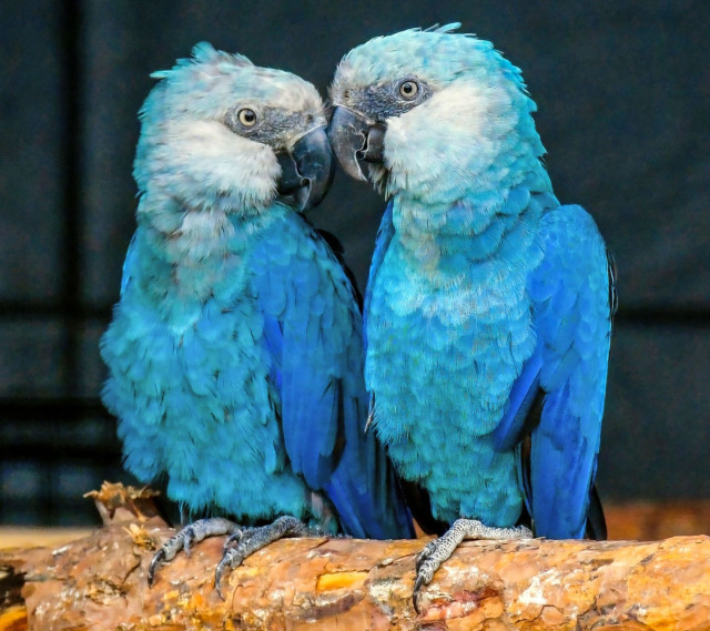 Photograph of a pair of adult Spix's Macaws perched on a branch and nuzzling each other. They are medium-size parrots that are just short of two feet long, which includes a foot-long tail. Their plumages feature a beautiful gradient, from white on the face to vivid blue on the wings and tail. They have bare grey facial skin on their lores and around their eyes, which are yellow with black round pupils. Their beaks are entirely greyish-black, and their legs and feet are grey. The feathers of these two seem particularly ruffled, maybe because they felt all tingly after nuzzling each other adorably!
 
(Photo credit: dpa Picture-Alliance)