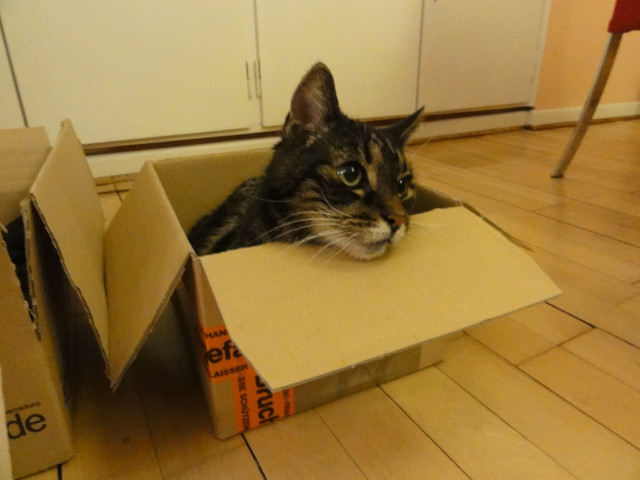 A cat in a cardboard box on a wooden floor, looking to the right while resting his head on the frontmost lid.
