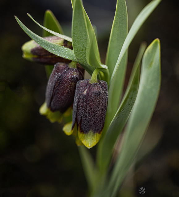In situ photo of the plants with three open flowers. The leaves are strappy and tulip-like, the flowers are pendant bells, mostly deep mahogany red, with yellow tips. All covered in a fine mist of dew.
