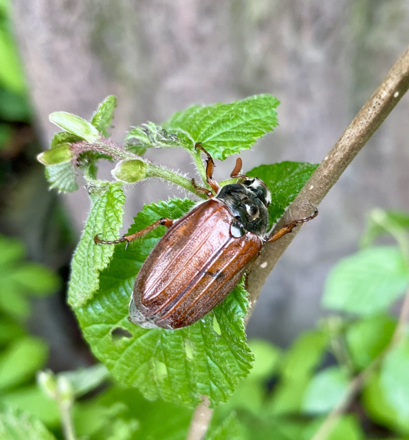 a cockchafer sits on a branch with young leaves