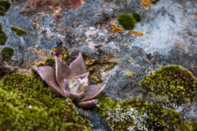 Moss and some kind of succulent grow on a rock. [Fuji X-Pro2 / 16-55]