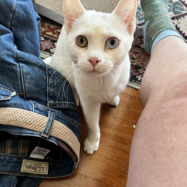 A cute white kitten with one blue, one yellow eye looks up at us next to a naked human leg wearing a green sock and a pair of pants laying on the floor.