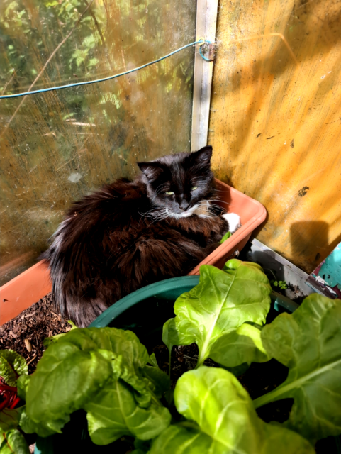 a black and white long haired cat laying in a planter, a large lush perpetual spinach in the foreground and red chard to the left