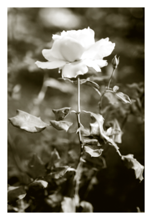 brown-toned black and white. daytime in filtered light. a white rose on a bush, surrounded by leaves and a bud. the background is out of focus.