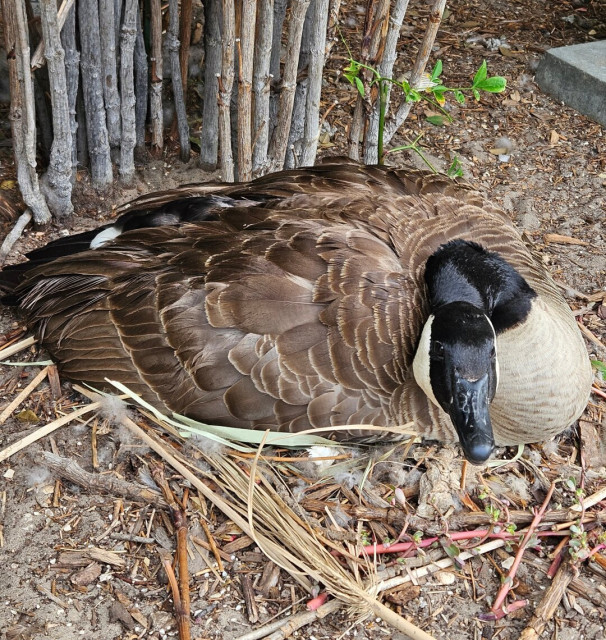 A mother Canada Goose sitting on her nest of eggs, surrounded by dry leaves, twigs, loose feathers, and mulch. I don't recall the date she started so I'm not certain when the 28 day marker is. Soon, I would think. 🤔