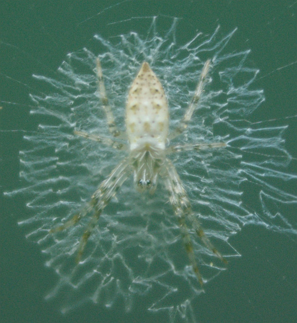 A top-down view photo of a spider sitting right in the center of a spider web. The web becomes denser in a circle around the spider, thin around the edges. The spider is positioned symmetrically, facing down. It's sand colored, with brown and golden spots. The body is almond shaped, and two large eyes appear to be visible.
