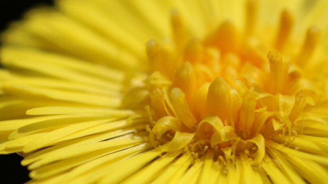 Macro photograph of a fully open yellow flower, called coltsfoot, or Tussilago farfara in Latin. The photo shows mostly the centre part of the flower, at the ring where the outer flowers meet the inner flowers, as coltsfoot are from the Asteracea family, meaning that they are composed of a multitude of two different tiny flowers. Each longer petal is in fact a flower. Some yellow pollen can also be seen.