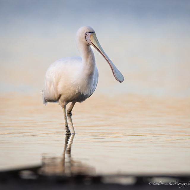 A yellow billed spoonbill standing in some water.  It is looking towards the camera, but slightly in profile and this shows the delicate markings around it's eyes and on the base of it's bill.