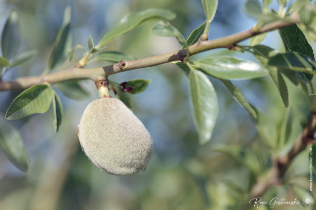 Close-up colour film photo of a green almond on an almond tree