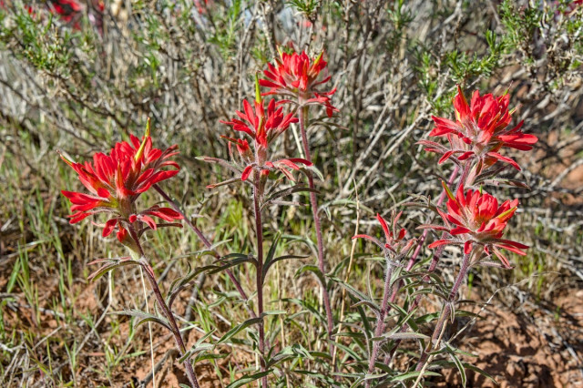 A color photo of a small group of wildflowers. Five bright red bracts on dark green stems in a clump of grass.