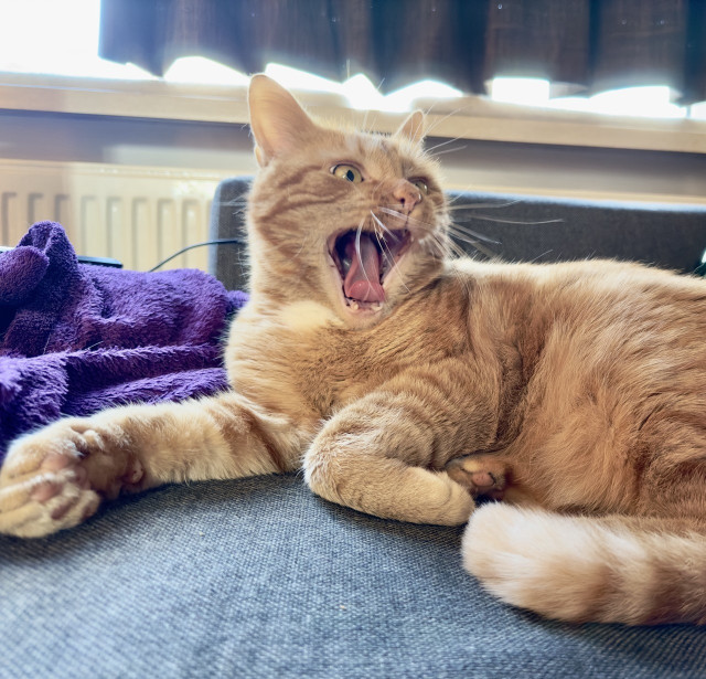 George yawn start modus