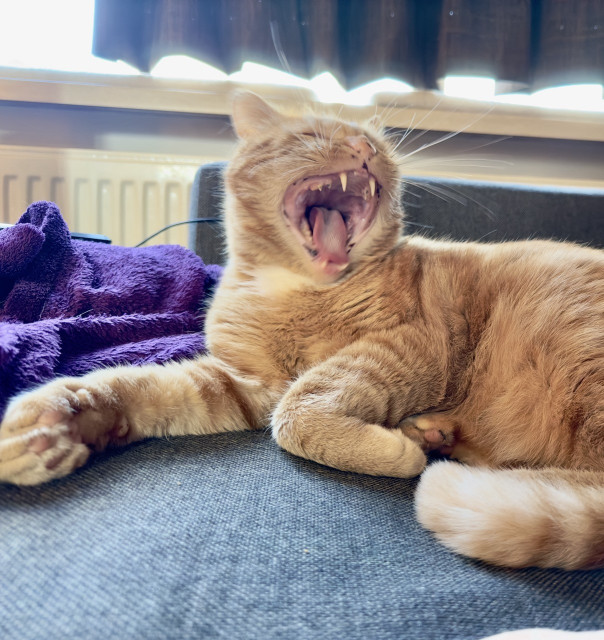 George in the process of a yawn 
