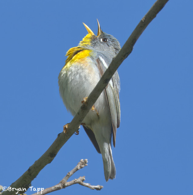 Northern Parula belting out its trill.  Tiny birds (about 4 inches long) with slate blue head and wings. The throat and lower bill are yellow grading into rufous and then back to pale grey underneath. It is always a thrill to see one since they tend to stay at the top of trees