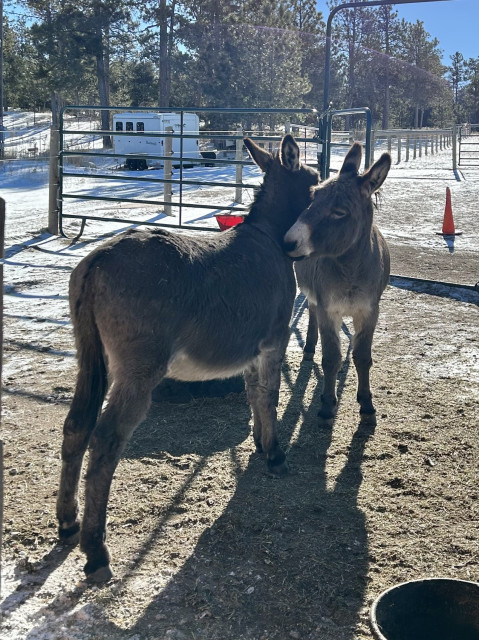 Two donkeys sweetly nuzzling each other on the neck