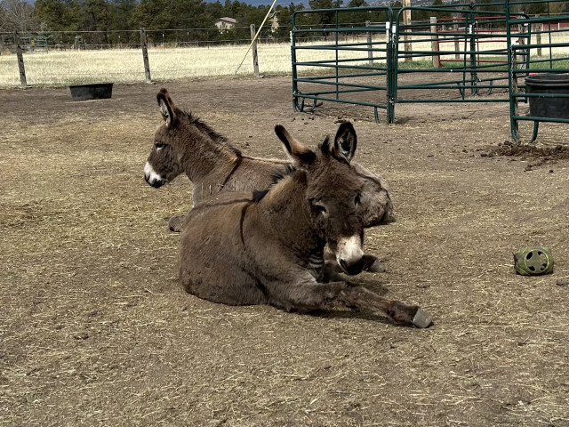 Two donkeys lying down on the ground together