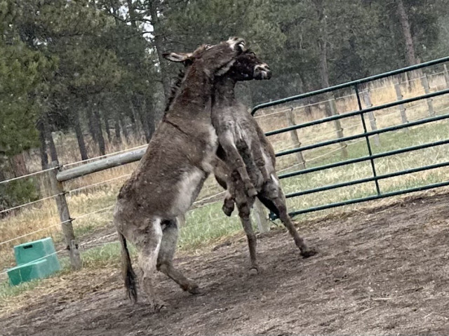 Two donkey rough housing together. They’re both rearing up on their hind legs and have their teeth bared as if wanting to bite. 