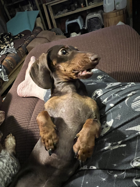 Jessie, a chocolate mini-dachshund, on her back in my lap, front legs flopping on her chest, mouth barely open, looking off to the right at who knows what. 