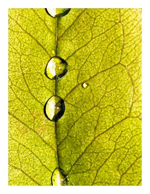 extreme close-up. flash. 4 raindrops of various shapes cling to the spine of a veiny yellow-green leaf. they magnify and reflect their surroundings.