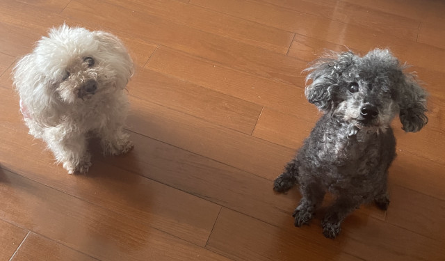 Two toy poodles, one black and one light brown, sitting on a hardwood floor and looking up. They are looking up because someone is holding pizza crust.