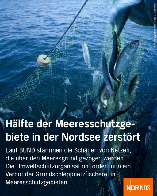 Die Grafik zeigt ein Bild auf dem ein Fischernetz aus dem Meer gezogen wird. Dazu der Text: Hälfte der Meeresschutzgebiete in der Nordsee zerstört
Laut BUND stammen die Schäden von Netzen, die über den Meeresgrund gezogen werden. Die Umweltschutzorganisation fordert nun ein Verbot der Grundschleppnetzfischerei in Meeresschutzgebieten. 