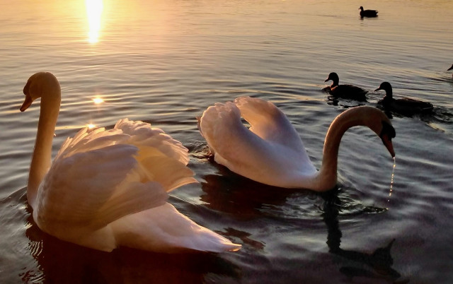Two swans with erect feathers and some ducks in the background on a lake in the beautiful sunset light.

Zwei Schwäne mit aufgestellten Balzgefieder und einige Enten im Hintergrund auf einem See im Sonnenuntergang.