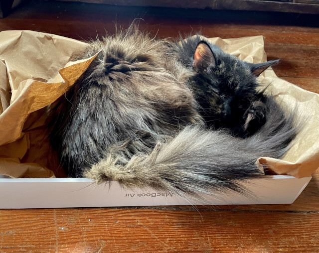 A long-haired tortie cat is curled up, sleeping, in an upturned white Apple MacBook Air box. The sun is on her giving her fur a bright gray and tan appearance. Her eyes are closed.