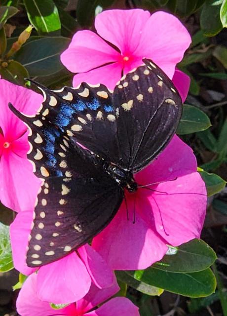Close up, looking down above a small cluster of pink periwinkle flowers, where a butterfly has just landed. With wings spread open. Mostly a shiny black color with the wing's edges outlined with two rows of small yellow spots and at the bottom a small curve of intense blue.