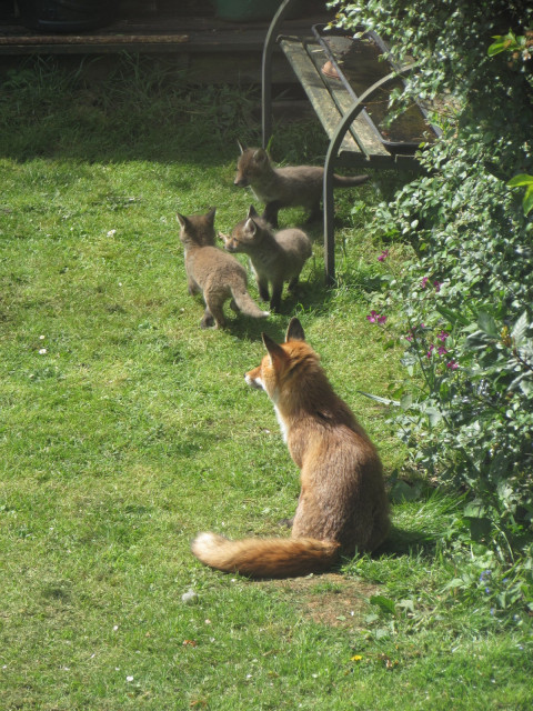 3 cubs and an adult fox on my lawn in the sun relaxing and playing and annoying the mum and kids always do