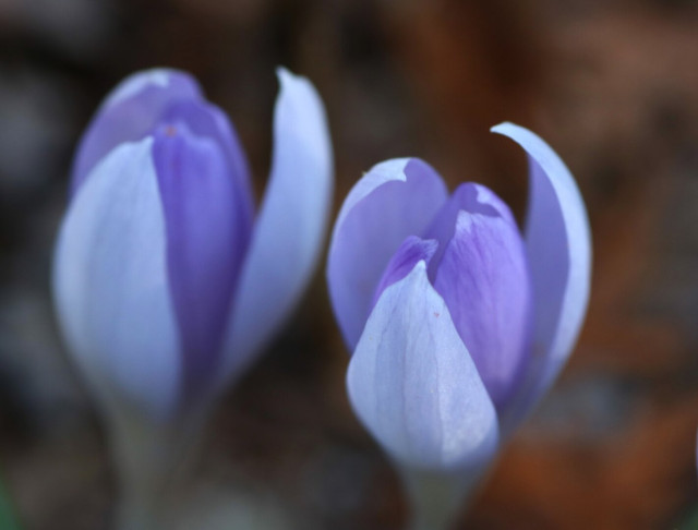 Close up photograph of two blue and purple crocus flowers starting to open. The outer petals are blue and the inner ones are more purple. Each flower has one petal opening on the right side, making the flowers look like ballerinas with one arm curved above their heads.