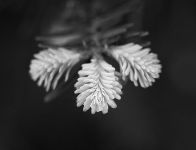 Black and white close up of the fresh tips growing on a conifer. The image shows three tips with center one in focus and the other two out of focus and pointing to the sides. The background is dark and out of focus