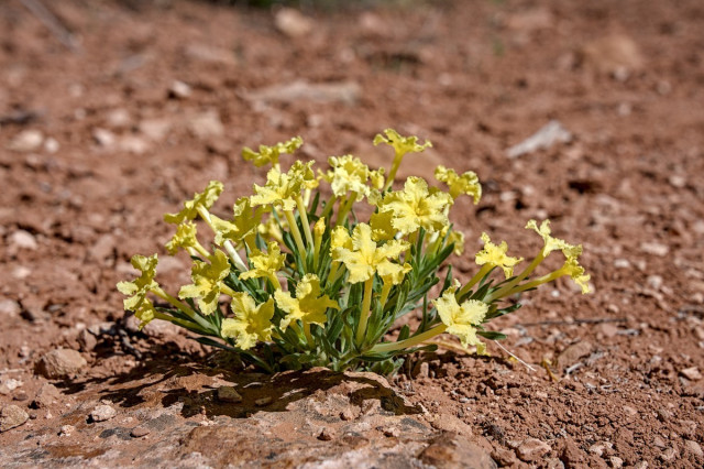 A color photo of a very small wildflower plant. It is growing in a small cluster like a firework burst. It has numerous bright yellow flowers on yellow stems. Somewhat hidden beneath the flower cluster is green foliage. The ground crumpled brick-red sandstone. 
