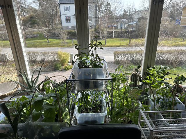 Ett fönsterparti med plastbackar med diverse krukade småplantor. Man ser chili, tomat och aubergine.