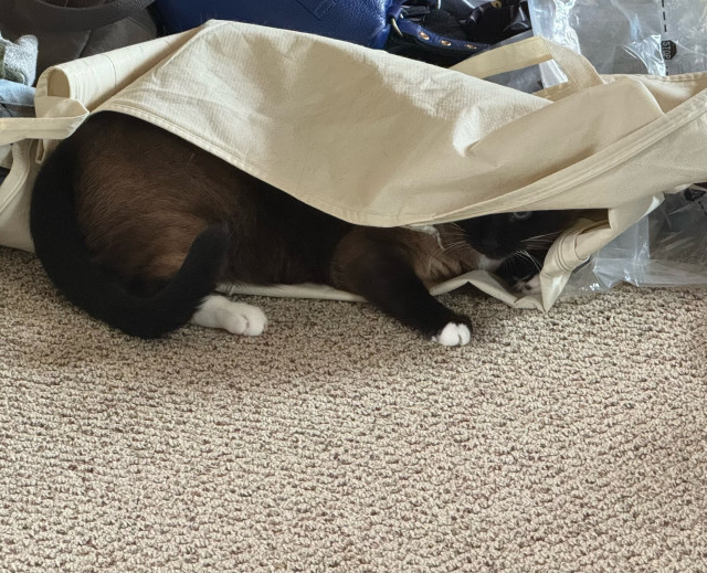 Cat hiding in a suit bag, but honestly not doing it very well.