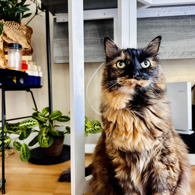 A large long haired tortoiseshell cat standing in front of some plants 