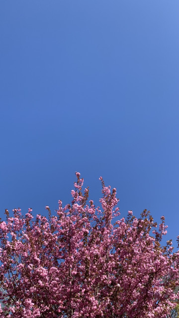 The top of a tree covered in fluffy pink blooms against a blue blue blue sky.