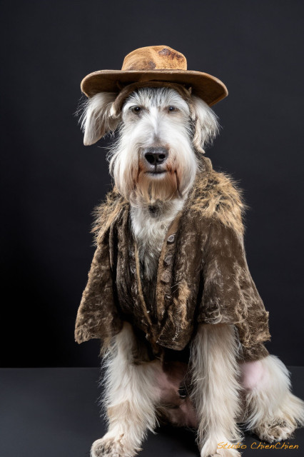 A tired looking Schnauzer dog with a trapper's hat and a worn fur jacket. The dog has an almost human facial expression. This image is an AI-manipulated image of another dog without clothing